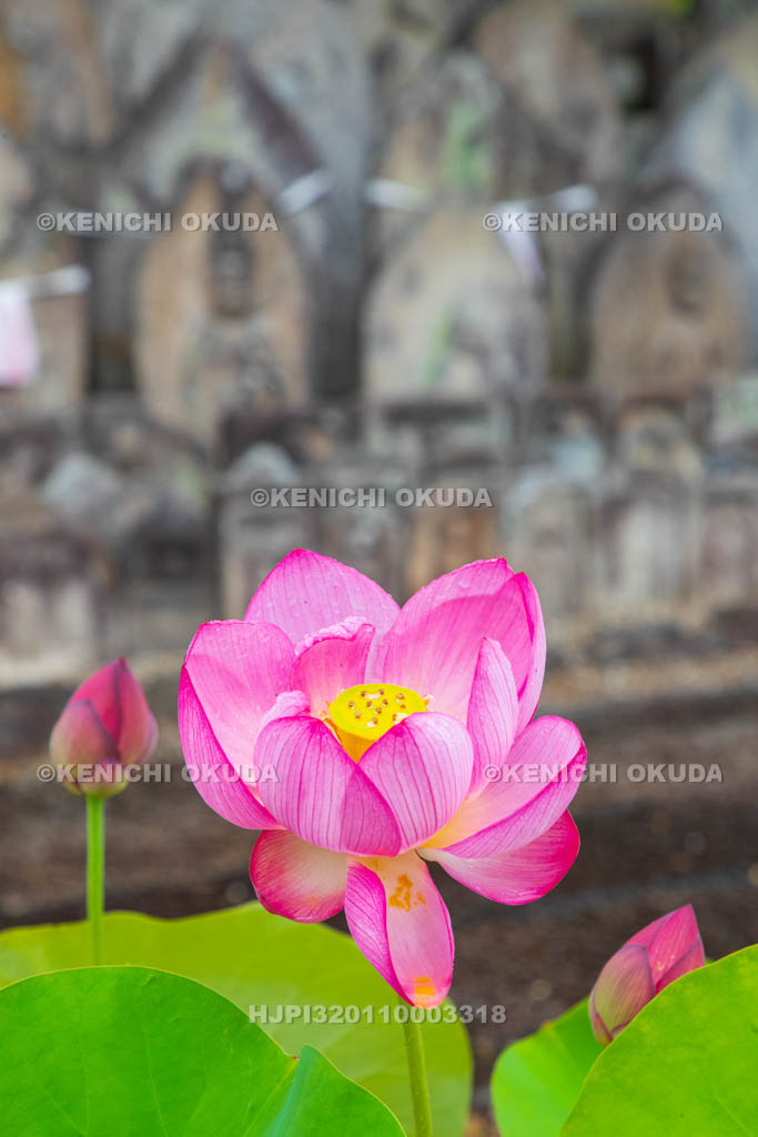 奈良県　喜光寺　石仏群とハス
