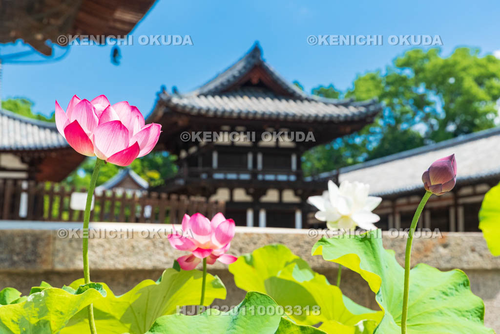 奈良県　唐招提寺　鼓楼とハス