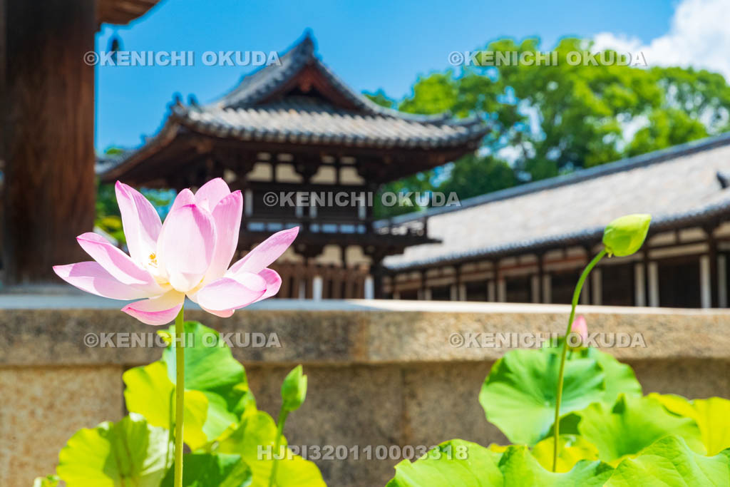奈良県　唐招提寺　鼓楼とハス