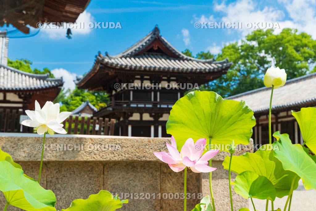 奈良県　唐招提寺　鼓楼とハス