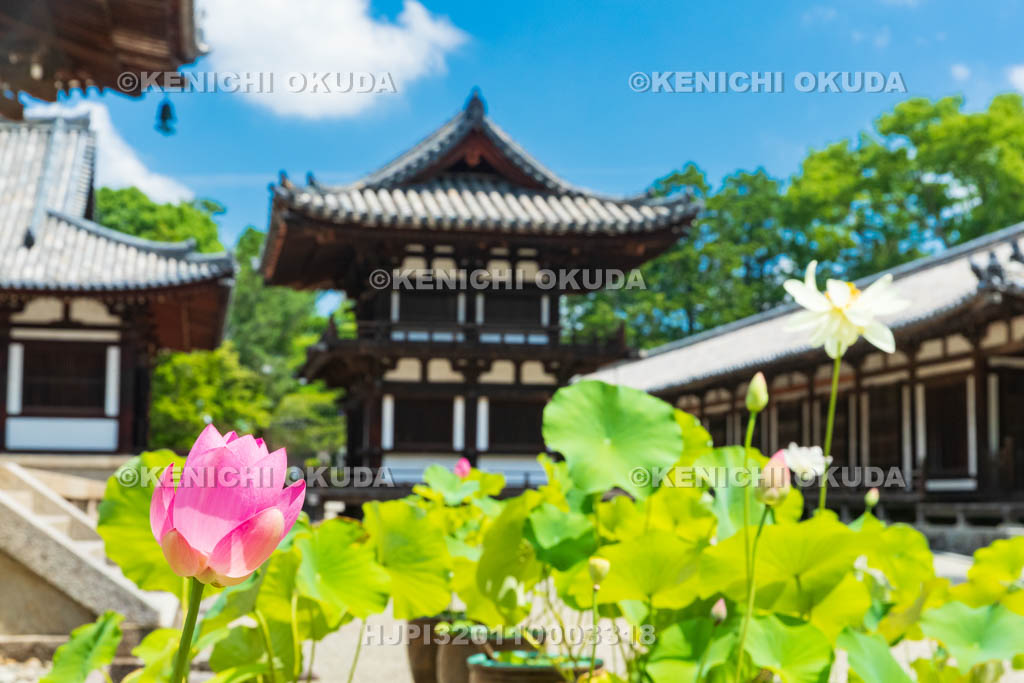 奈良県　唐招提寺　鼓楼とハス
