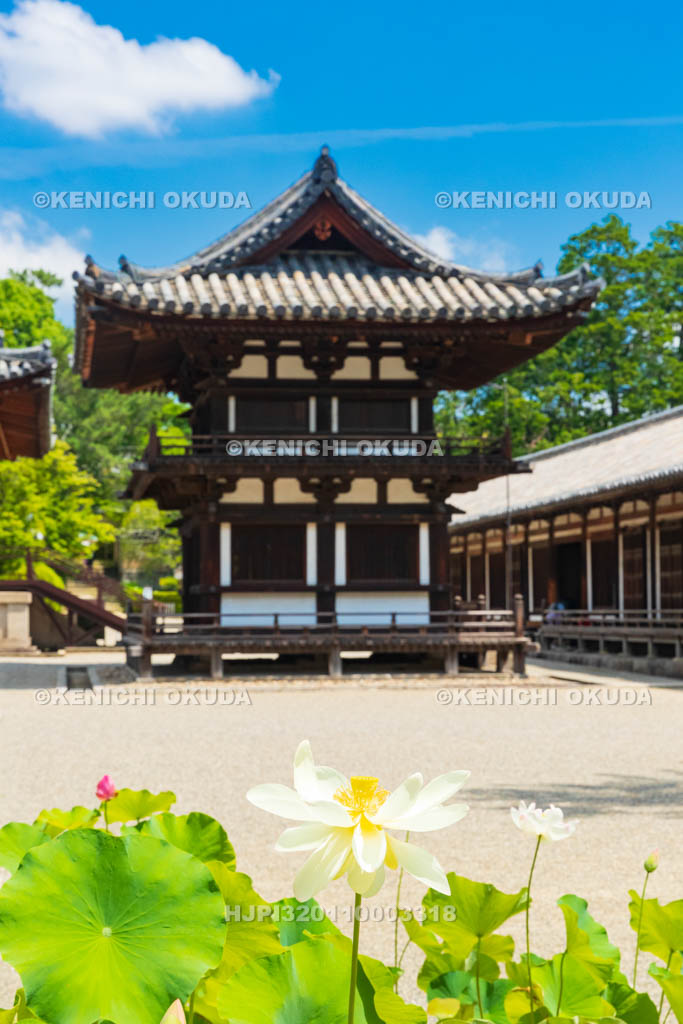 奈良県　唐招提寺　鼓楼とハス