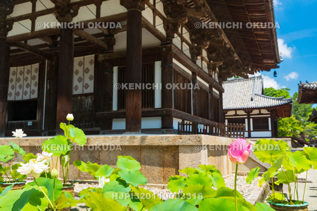 奈良県　唐招提寺　金堂とハス