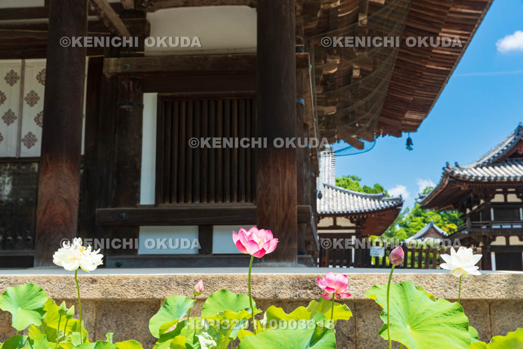 奈良県　唐招提寺　金堂とハス