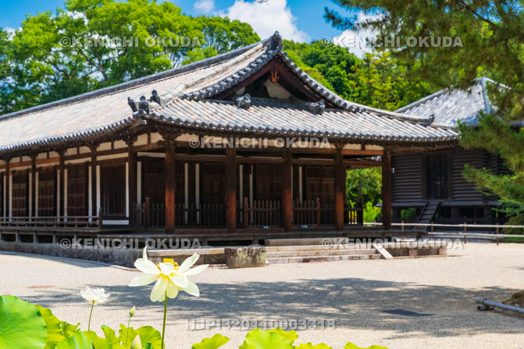 奈良県　唐招提寺　礼堂とハス