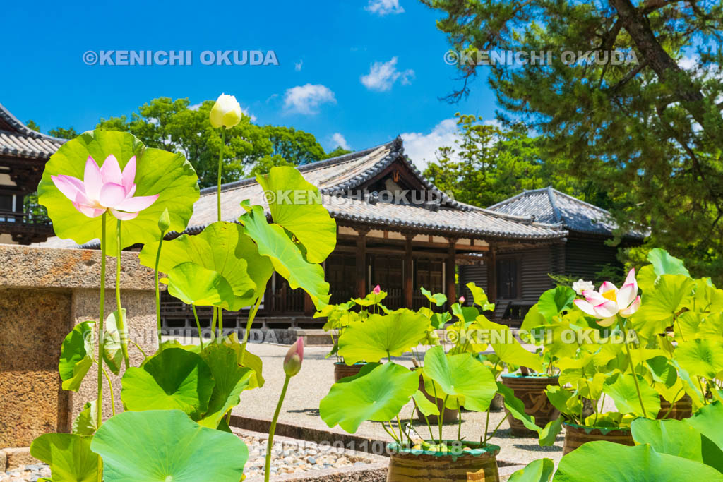 奈良県　唐招提寺　ハス