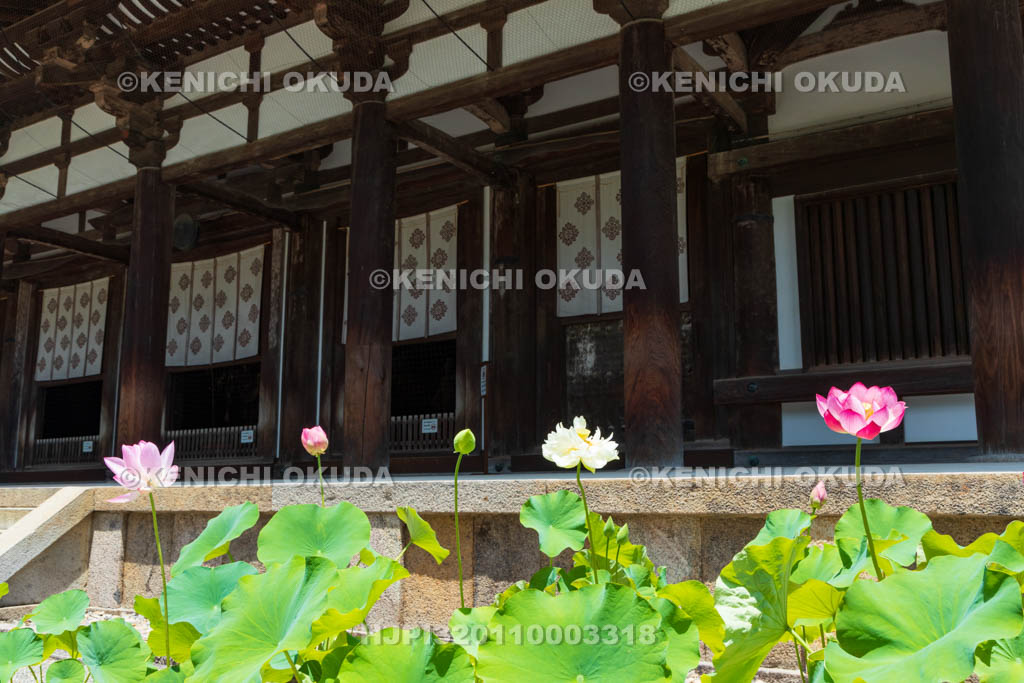 奈良県　唐招提寺　金堂とハス