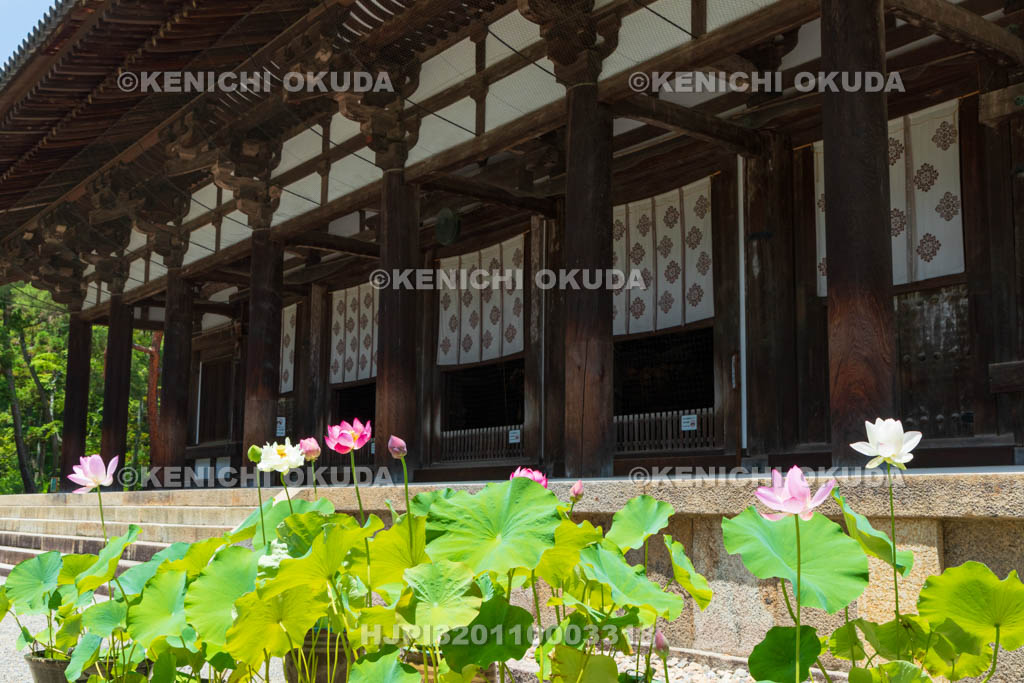 奈良県　唐招提寺　金堂とハス