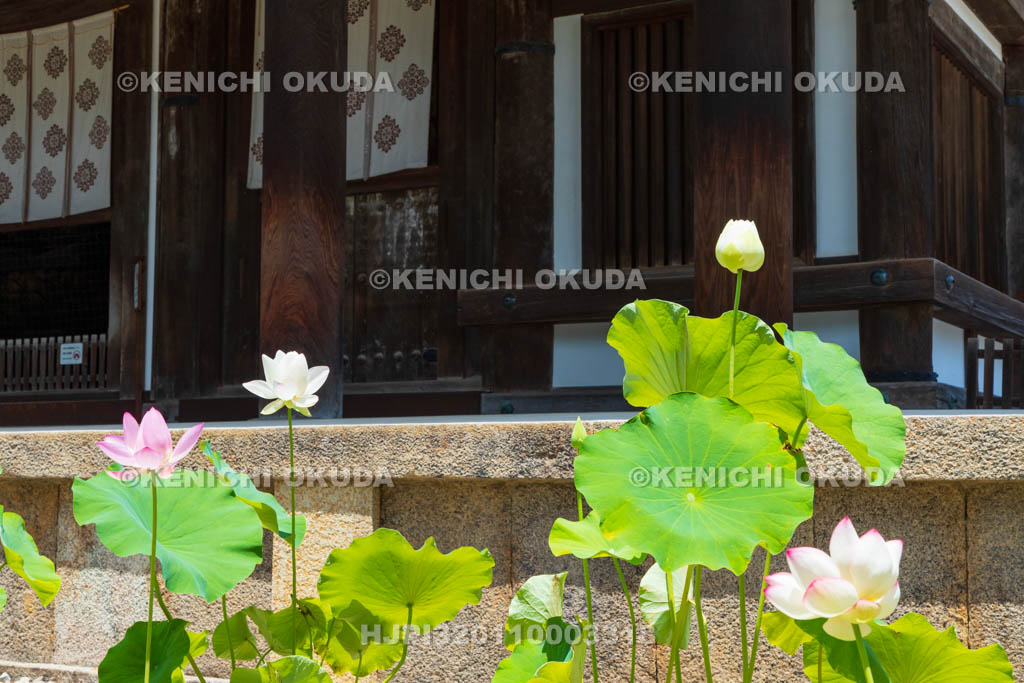 奈良県　唐招提寺　金堂とハス