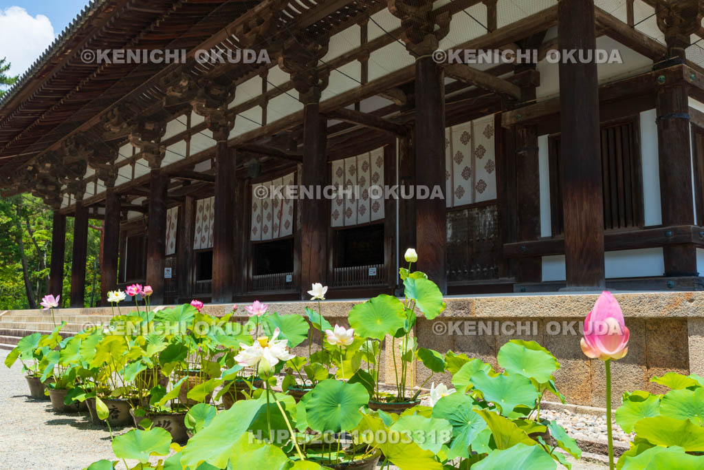 奈良県　唐招提寺　金堂とハス