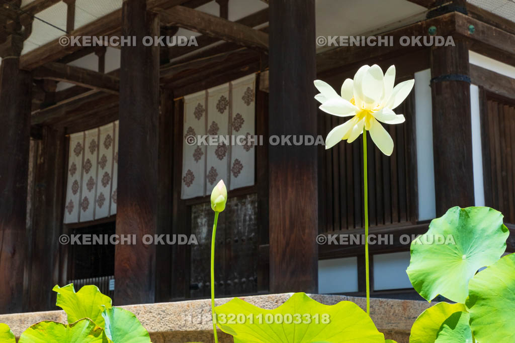 奈良県　唐招提寺　金堂とハス