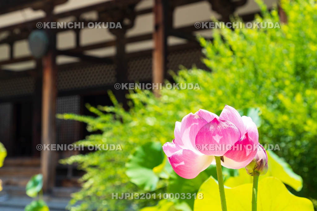 奈良県　元興寺　極楽堂（本堂）とハス