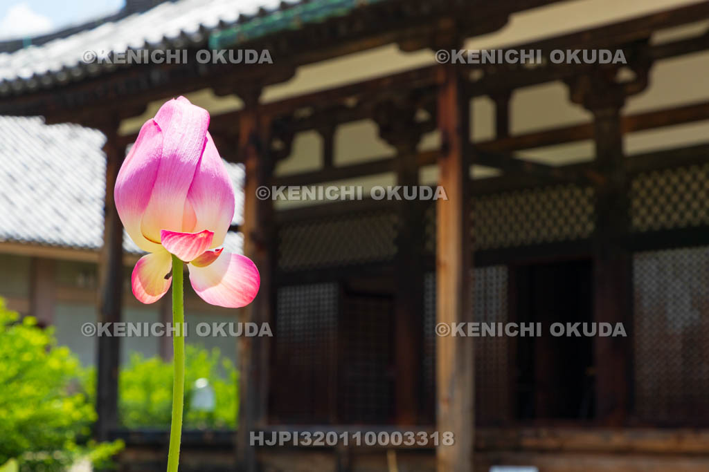 奈良県　元興寺　極楽堂（本堂）とハス