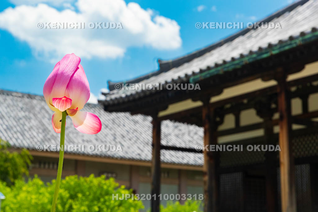 奈良県　元興寺　極楽堂（本堂）とハス