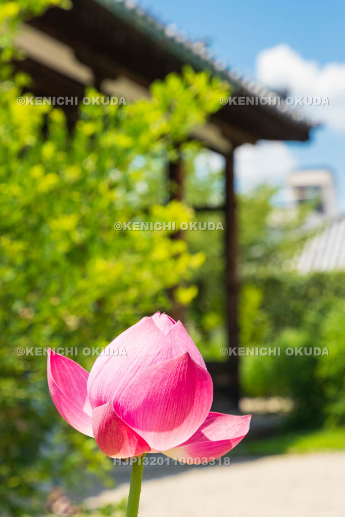 奈良県　元興寺　極楽堂（本堂）とハス