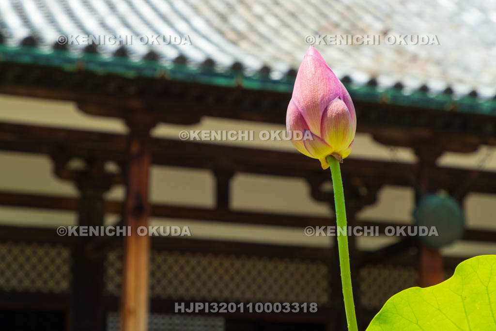 奈良県　元興寺　極楽堂（本堂）とハス