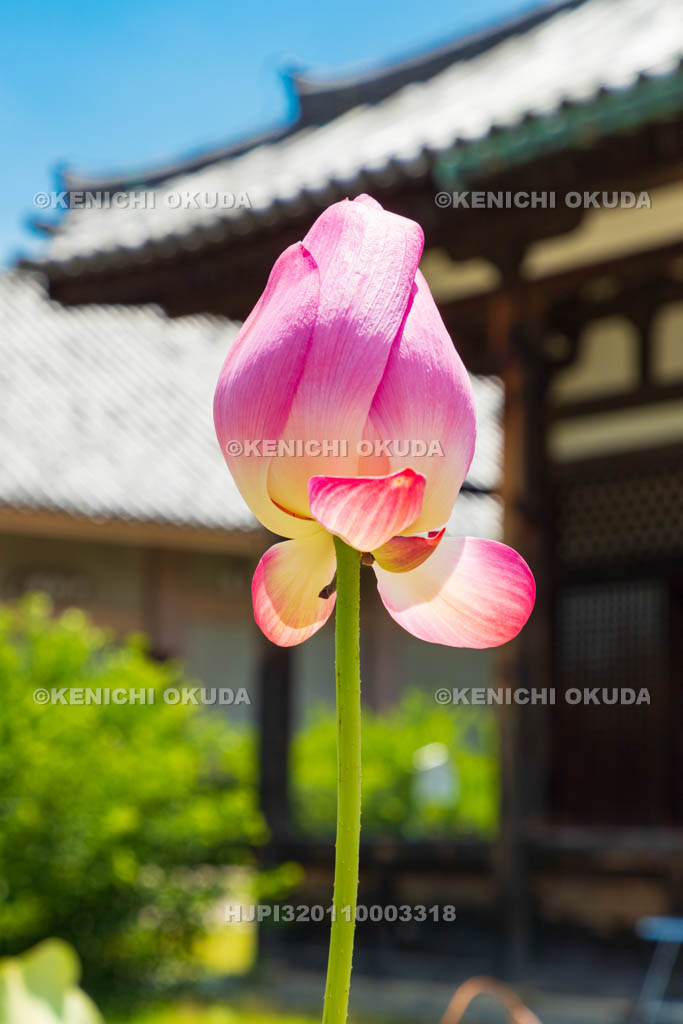 奈良県　元興寺　極楽堂（本堂）とハス