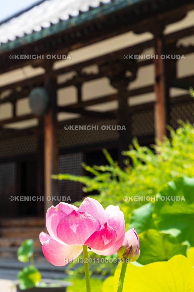 奈良県　元興寺　極楽堂（本堂）とハス
