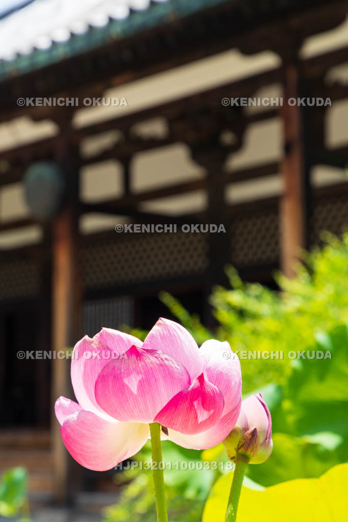 奈良県　元興寺　極楽堂（本堂）とハス