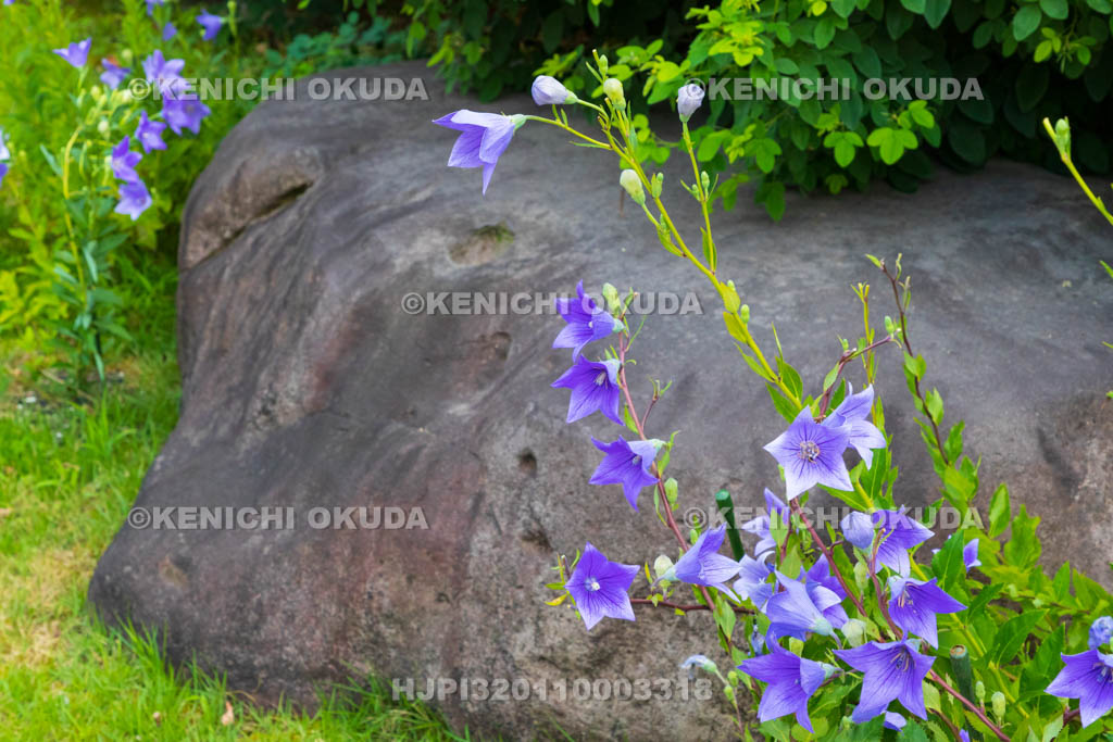奈良県　元興寺　旧講堂礎石とキキョウ