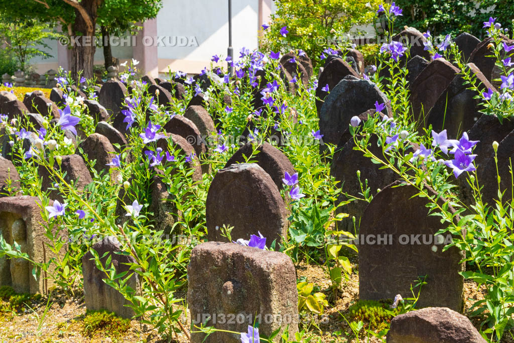 奈良県　元興寺　浮図田とキキョウ