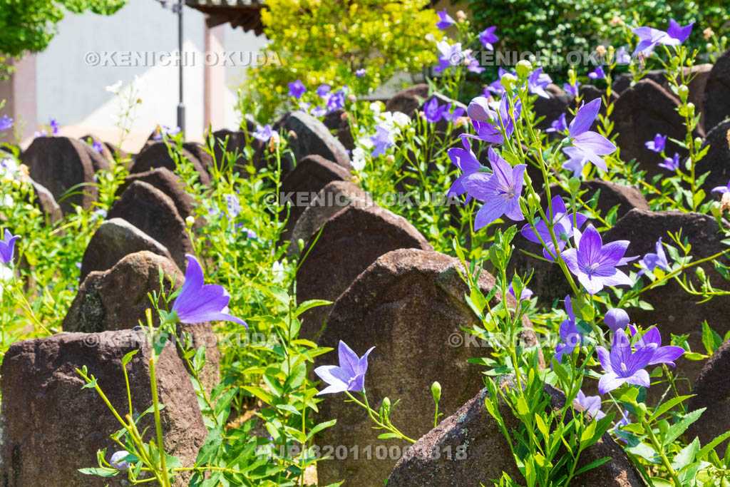 奈良県　元興寺　浮図田とキキョウ