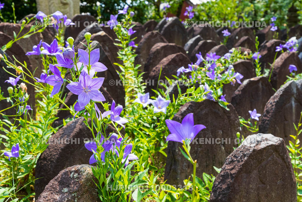奈良県　元興寺　浮図田とキキョウ