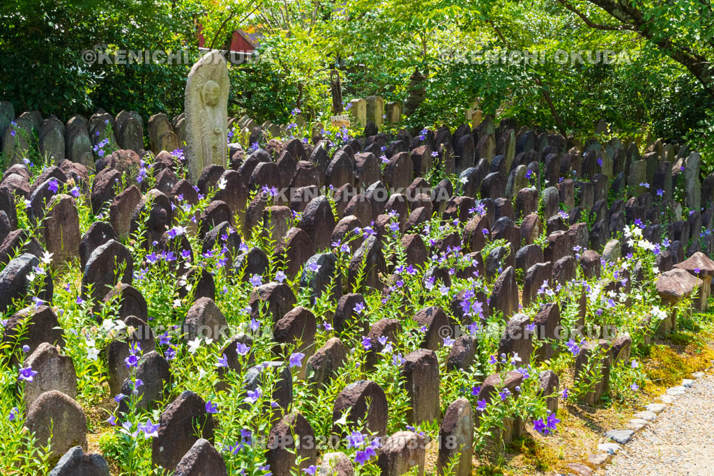 奈良県　元興寺　浮図田とキキョウ