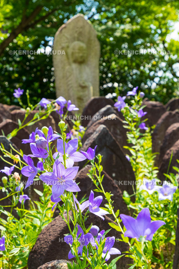 奈良県　元興寺　浮図田とキキョウ