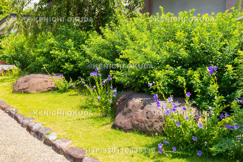 奈良県　元興寺　旧講堂礎石とキキョウ
