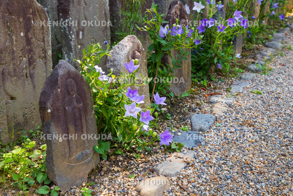奈良県　元興寺　石仏とキキョウ