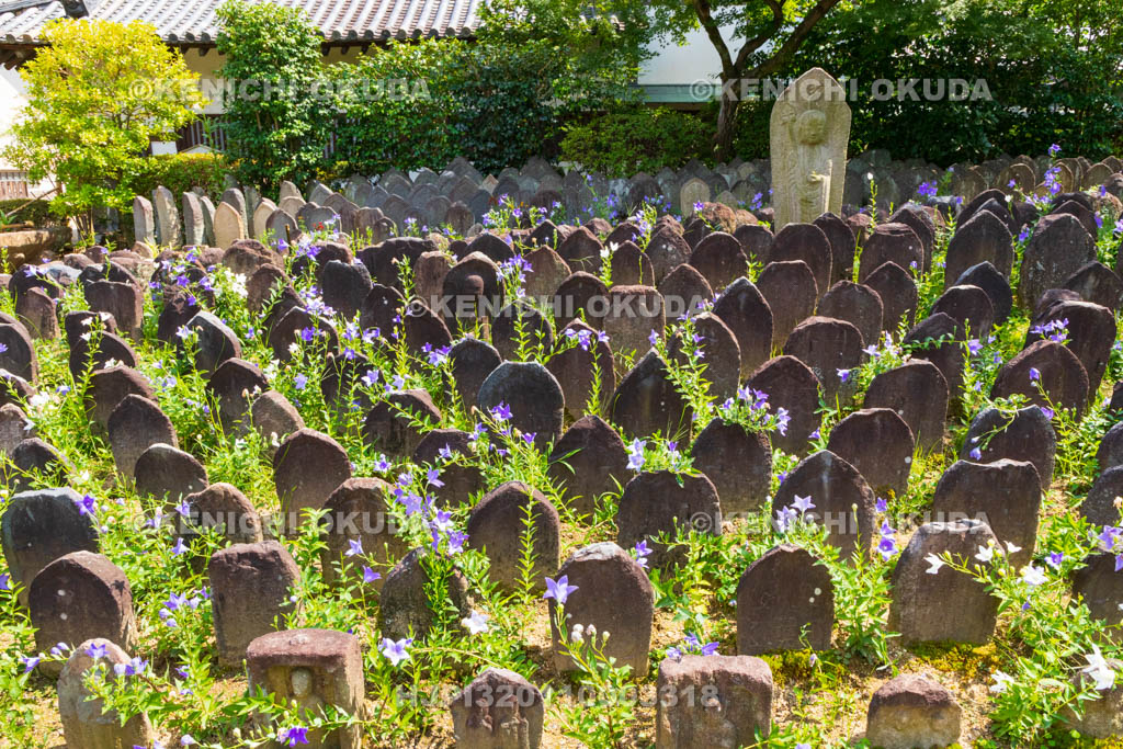 奈良県　元興寺　浮図田とキキョウ
