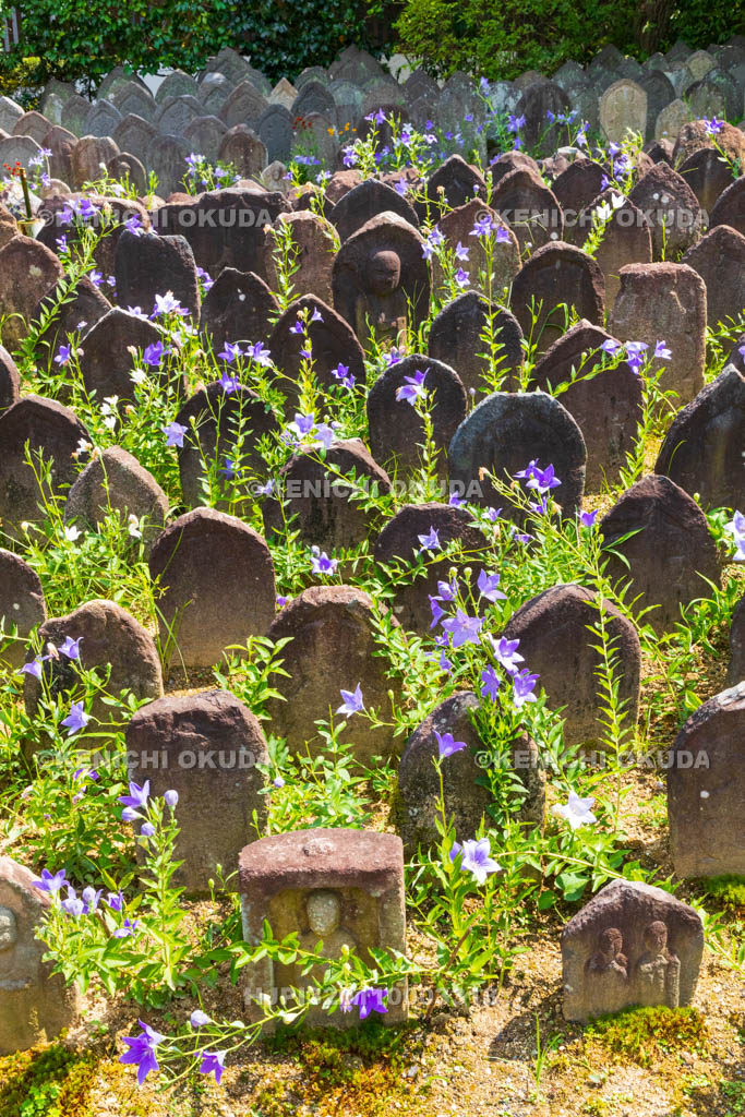 奈良県　元興寺　浮図田とキキョウ