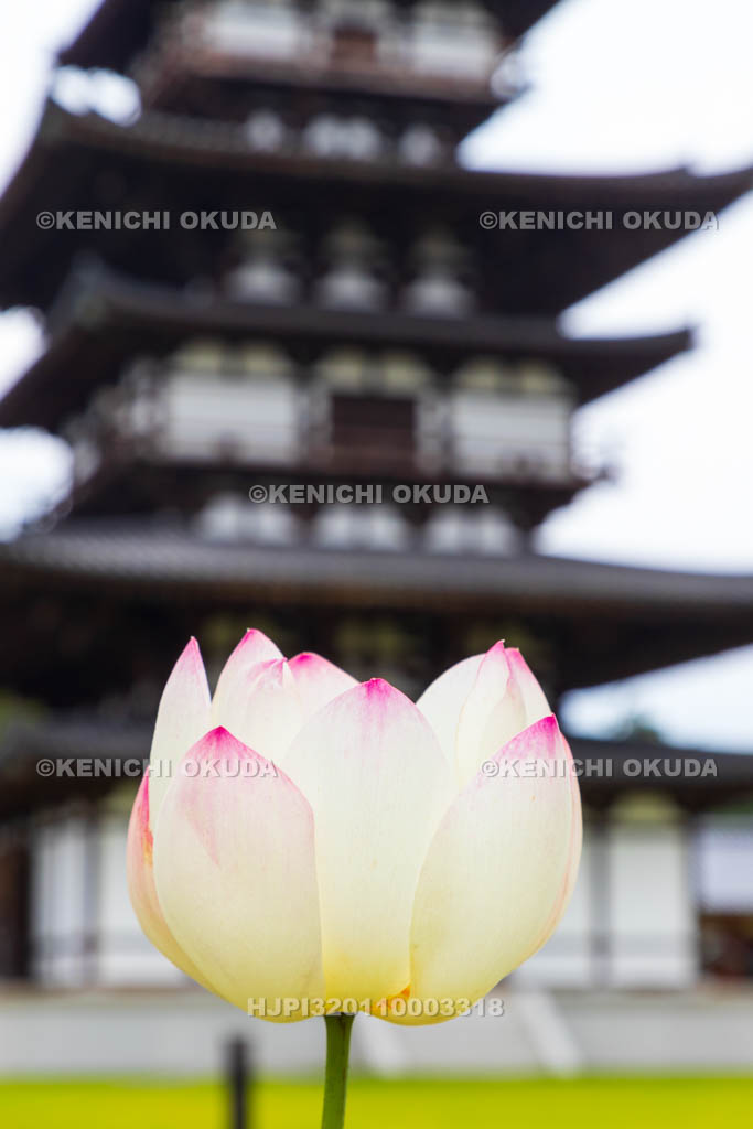 奈良県　薬師寺　東塔（国宝）とハス