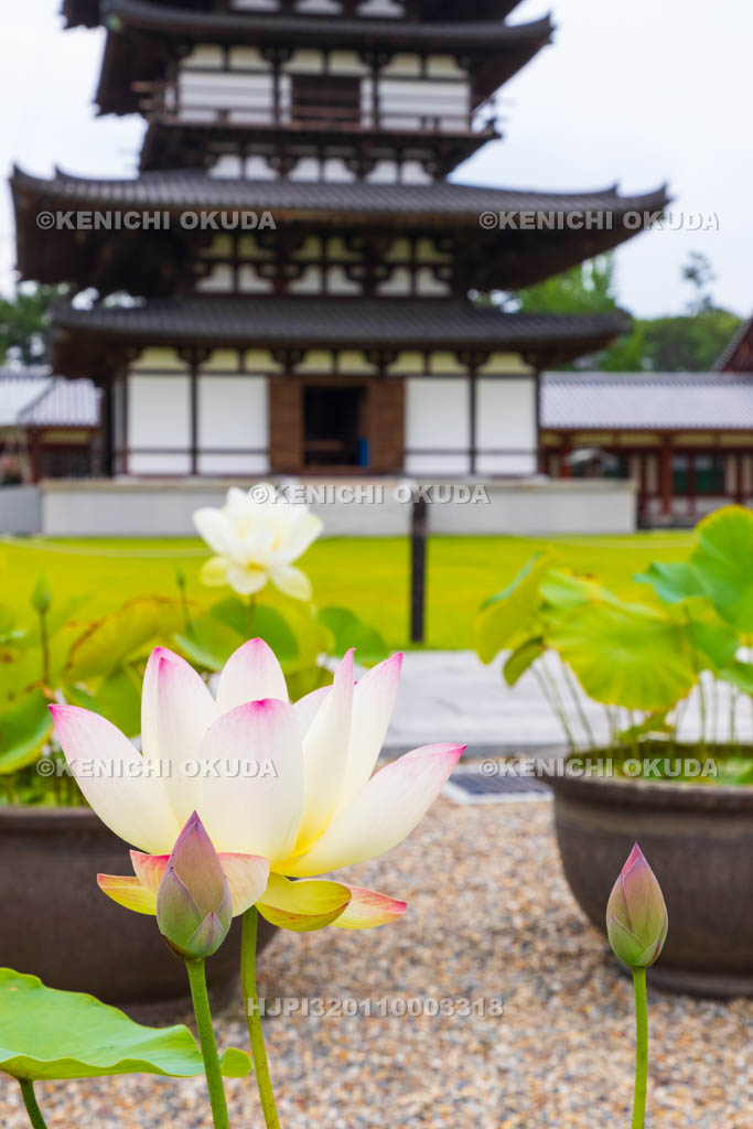 奈良県　薬師寺　東塔（国宝）とハス