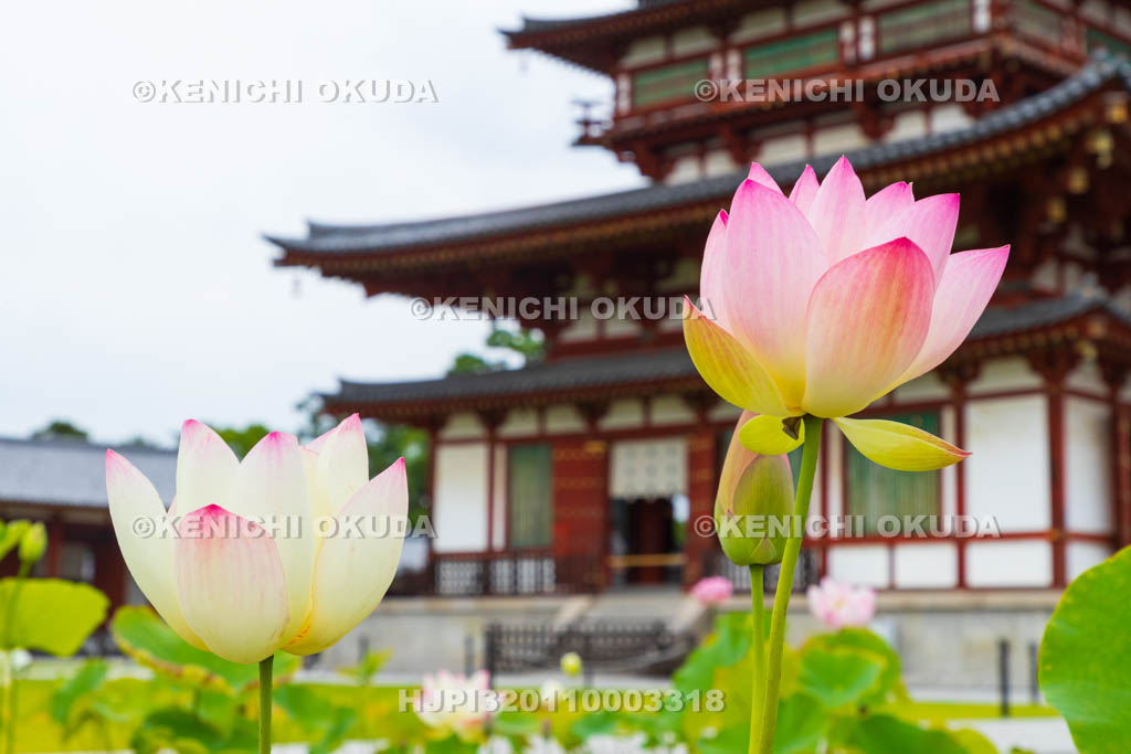 奈良県　薬師寺　金堂とハス