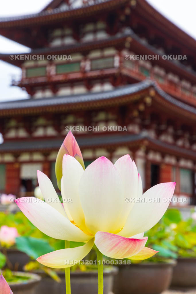 奈良県　薬師寺　金堂とハス
