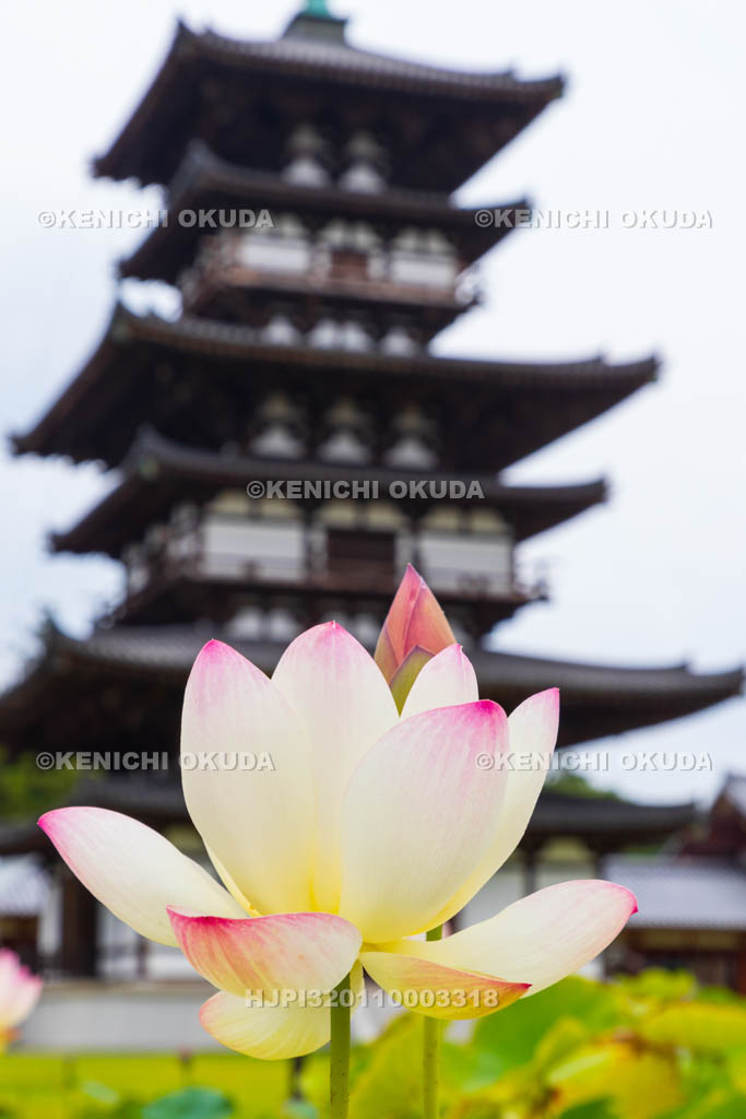 奈良県　薬師寺　東塔（国宝）とハス