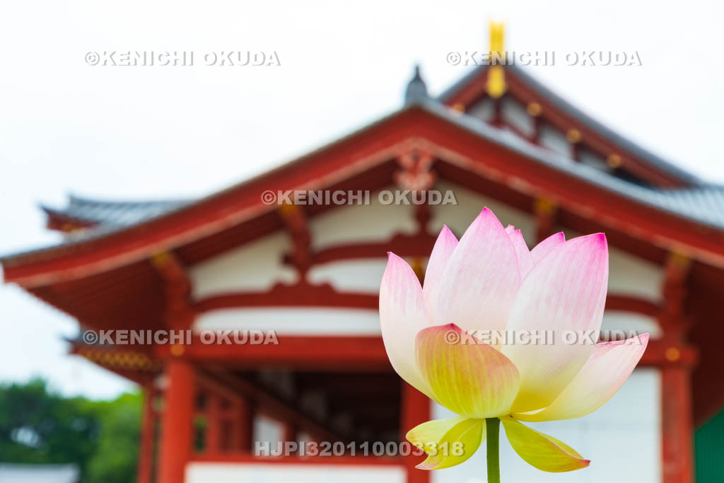 奈良県　薬師寺　大講堂回廊とハス