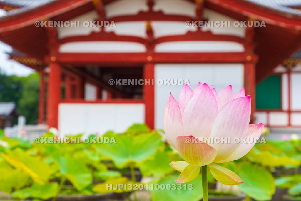 奈良県　薬師寺　大講堂回廊とハス