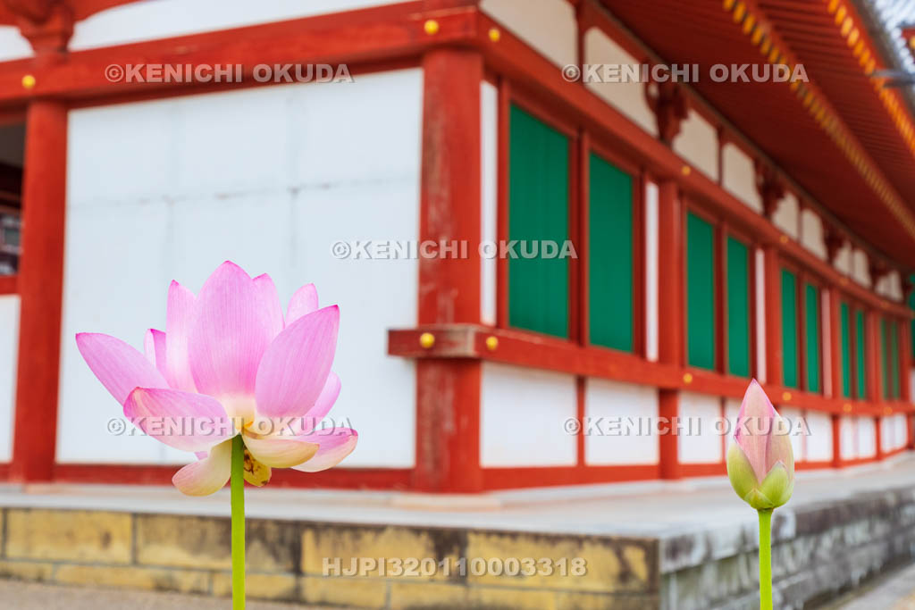 奈良県　薬師寺　大講堂回廊とハス