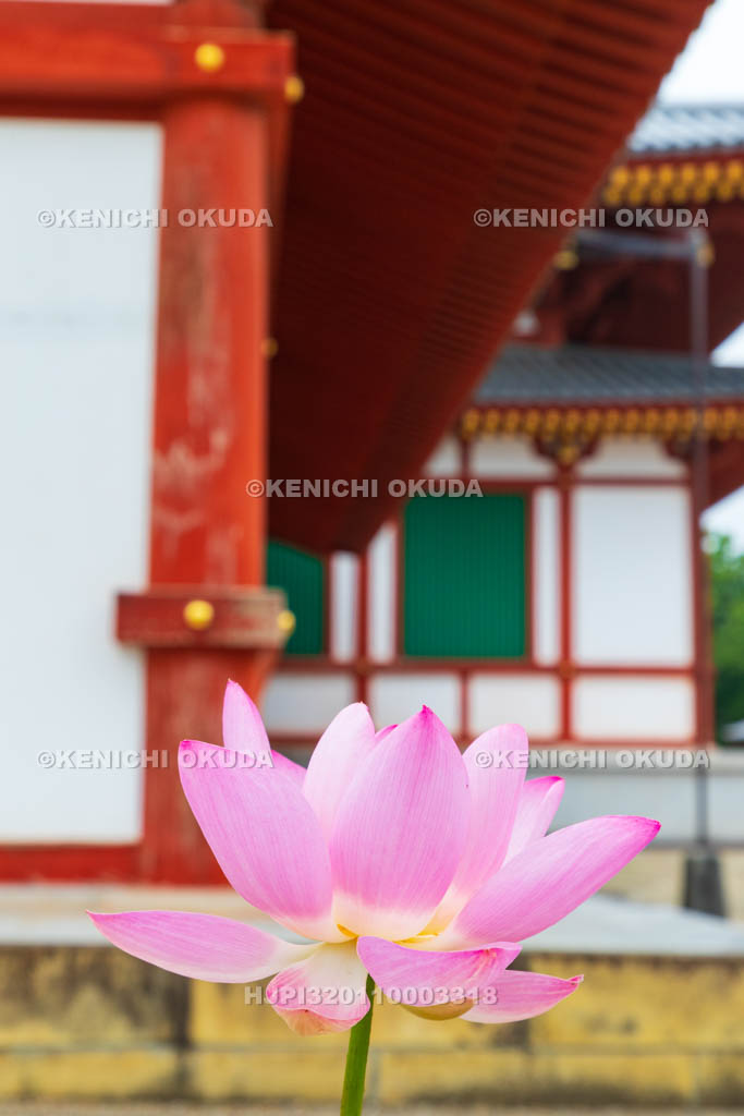 奈良県　薬師寺　大講堂とハス