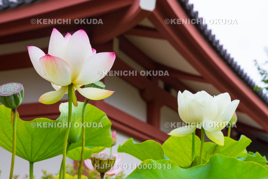 奈良県　薬師寺　大宝蔵殿とハス