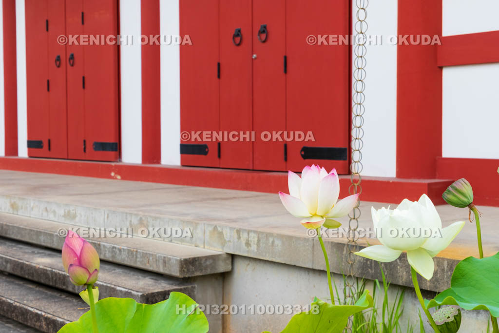 奈良県　薬師寺　大宝蔵殿とハス