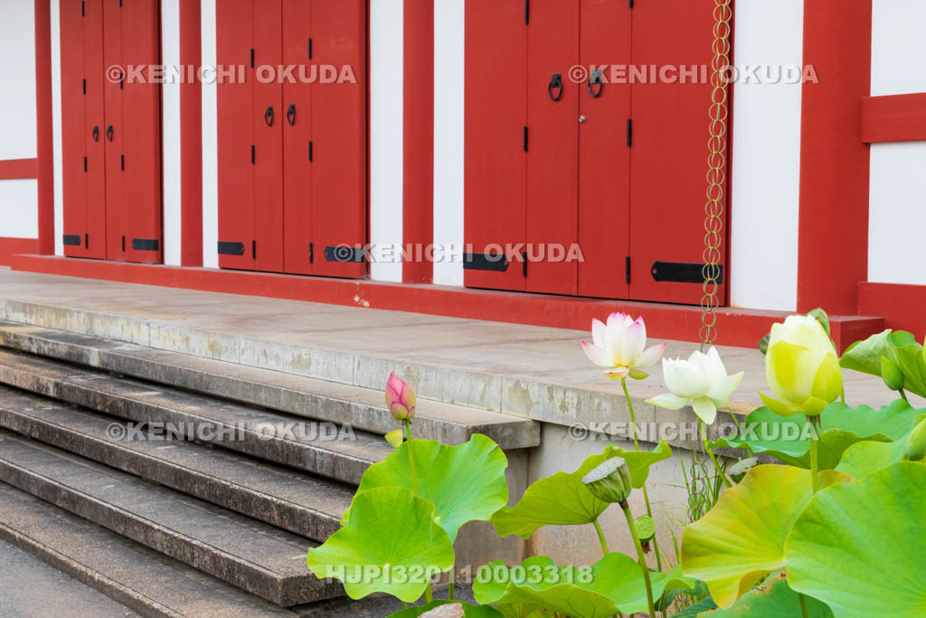 奈良県　薬師寺　大宝蔵殿とハス