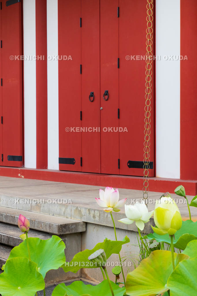 奈良県　薬師寺　大宝蔵殿とハス