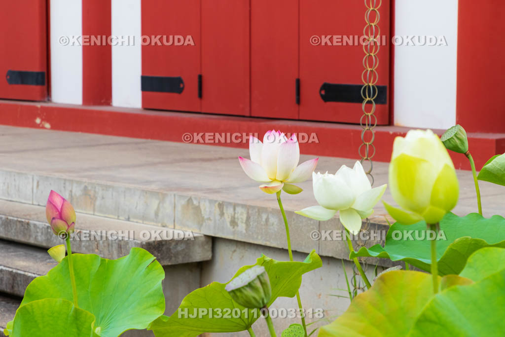 奈良県　薬師寺　大宝蔵殿とハス