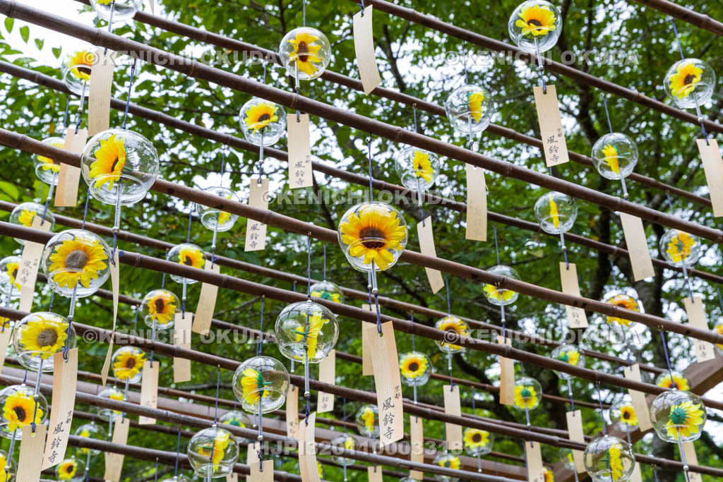 京都府　正寿院　風鈴まつり