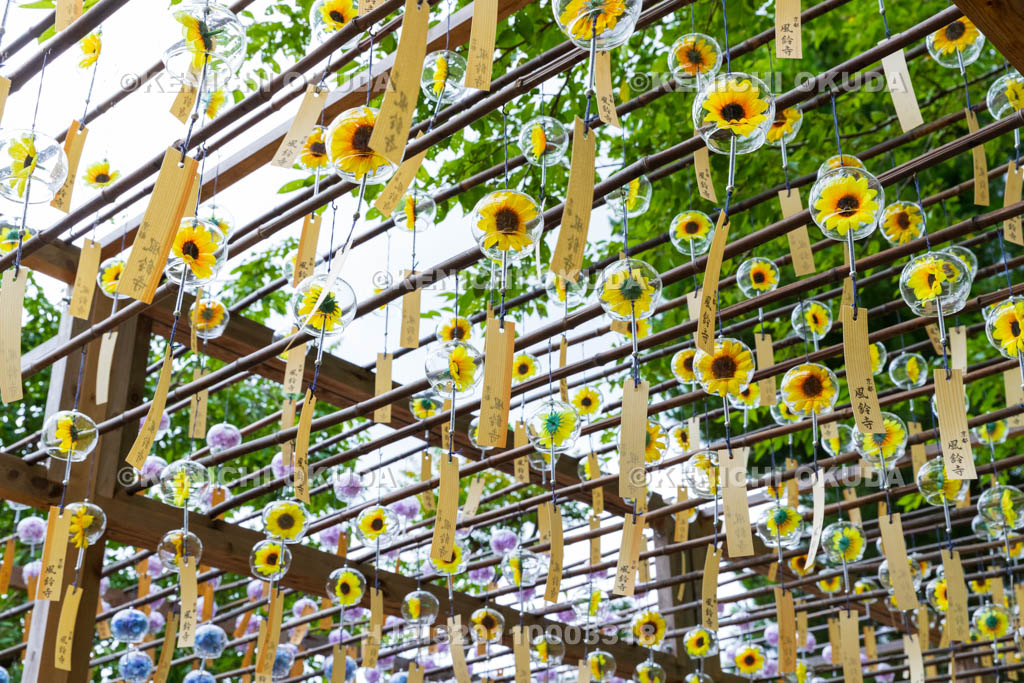 京都府　正寿院　風鈴まつり