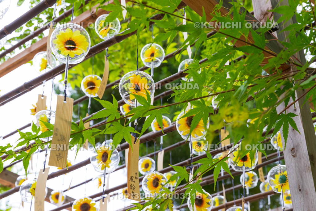 京都府　正寿院　風鈴まつり
